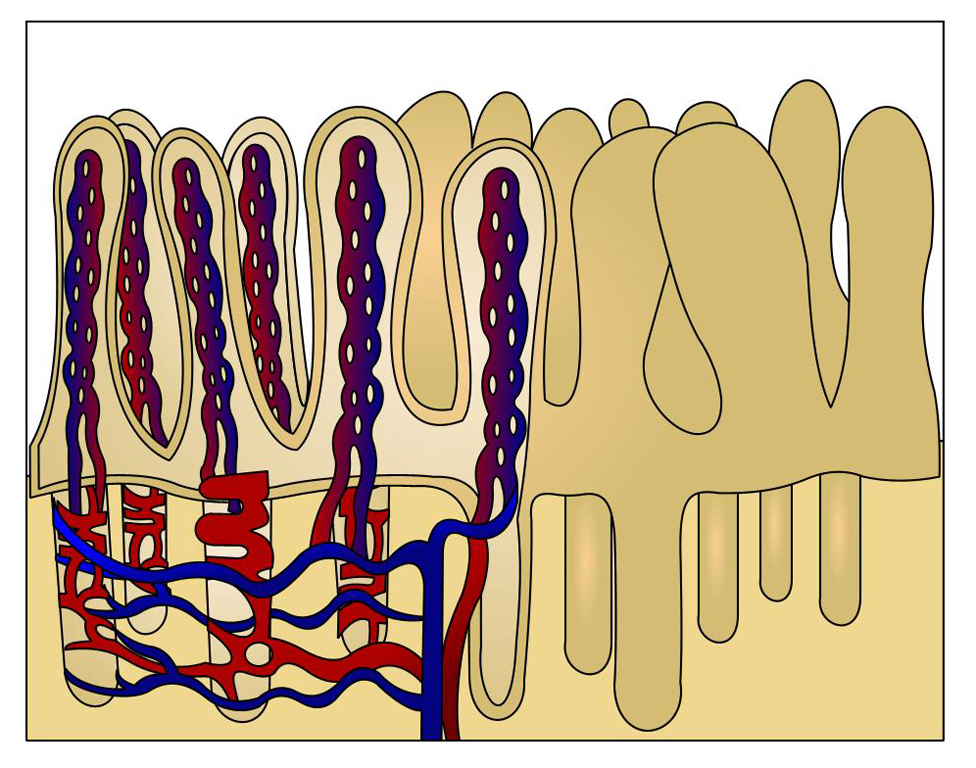 Villi of small intestine